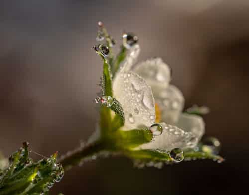 a fresh flower is sprinkled with drops of dew