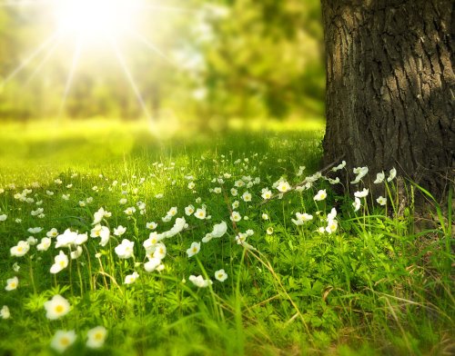 a sunny meadow with wild flowers