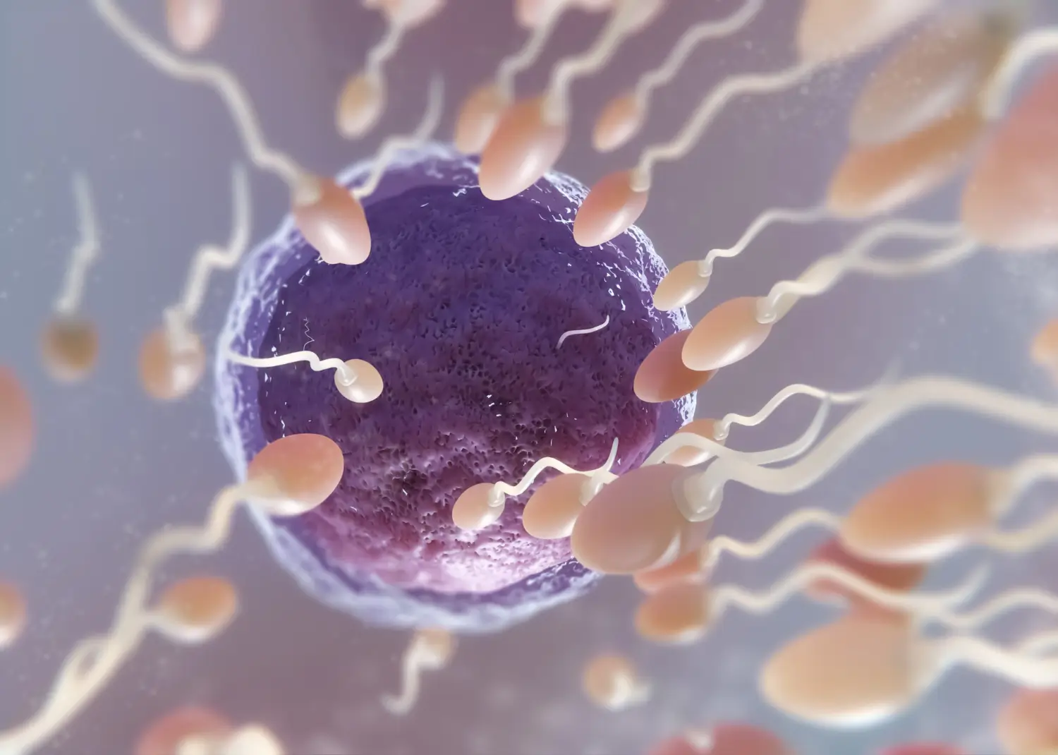 visualization of sperm and egg cells