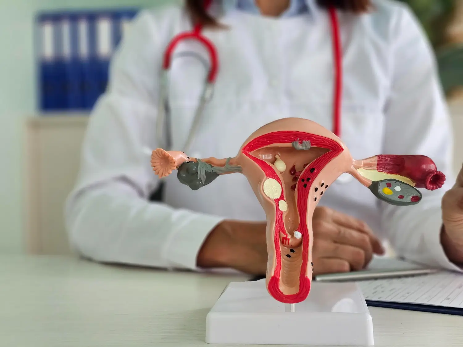 women's reproductive organ