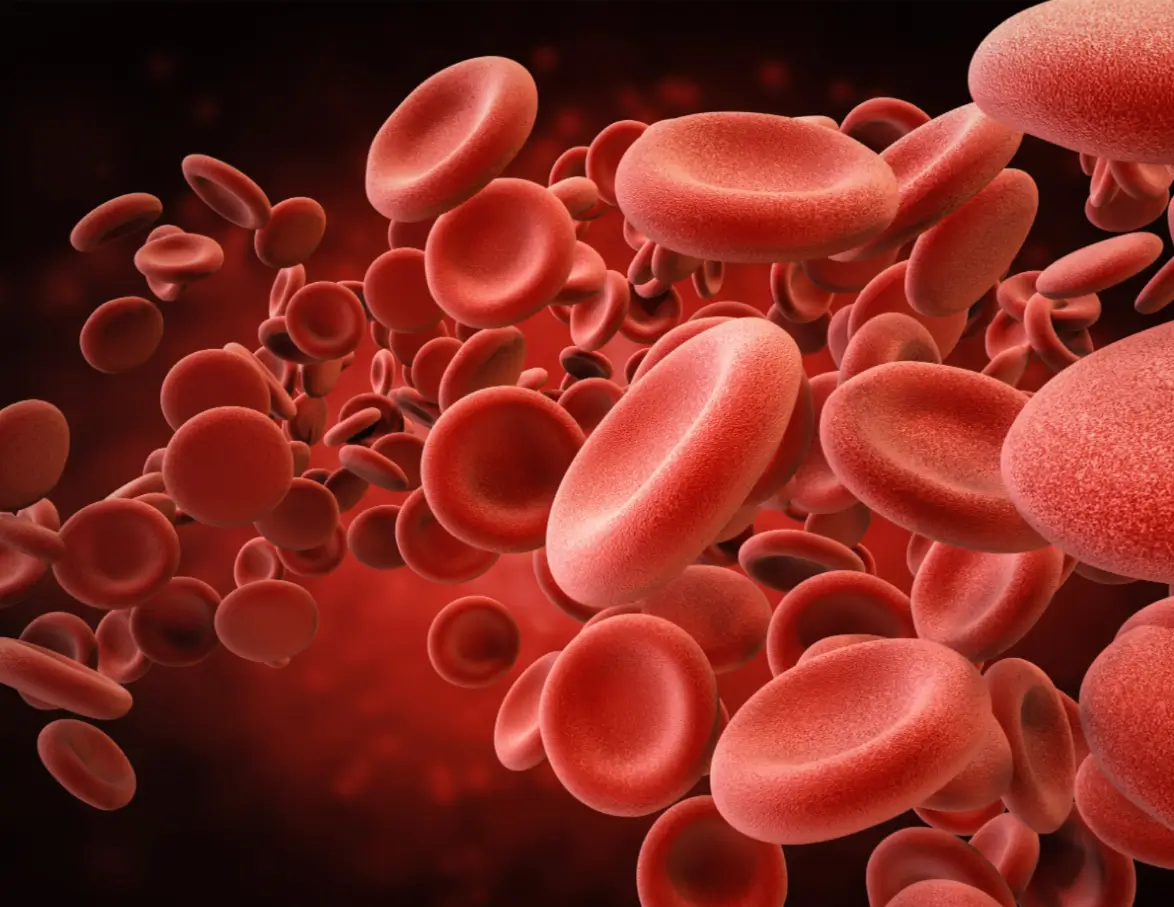 red blood cells inside
